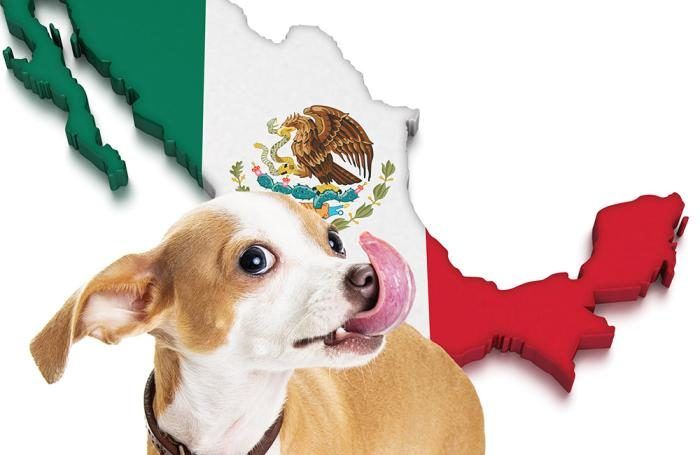 How will #coronavirus affect the Mexican #petfood market? buff.ly/38XBerR