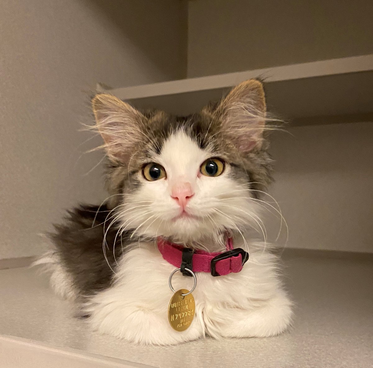 dumb friends league kittens