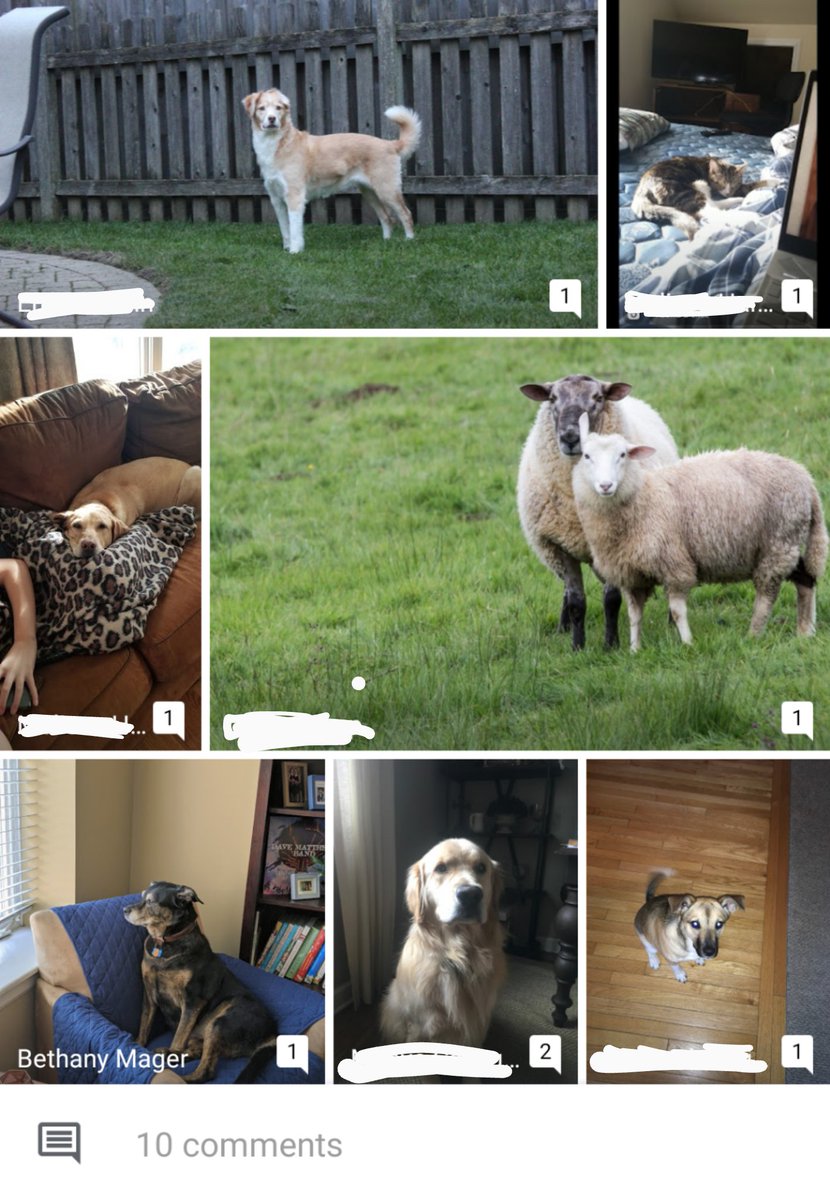 MsMagerMath's tweet photo. I thought it'd be fun to make a shared Google photos album and have my kids upload pictures of their pets while in quarantine. I set myself up for this... 🤦🏼‍♀️ https://t.co/HgfV1AaIq8