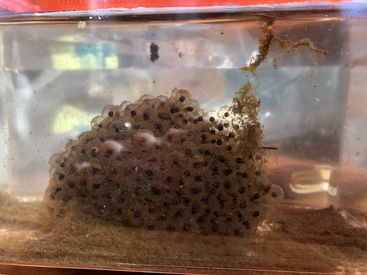 sbottasullivan's tweet photo. We took a field trip to a nearby #vernalpool We took an invertebrate sampling & found tons of #WoodFrogMasses
This experience will drive our reading, writing, math, & drawing for the next couple of days. #PhenomenonBasedLearning @NGSS_tweeps #SciComm #Wetlands @sciencewithtyus https://t.co/NHTwdCGdm9
