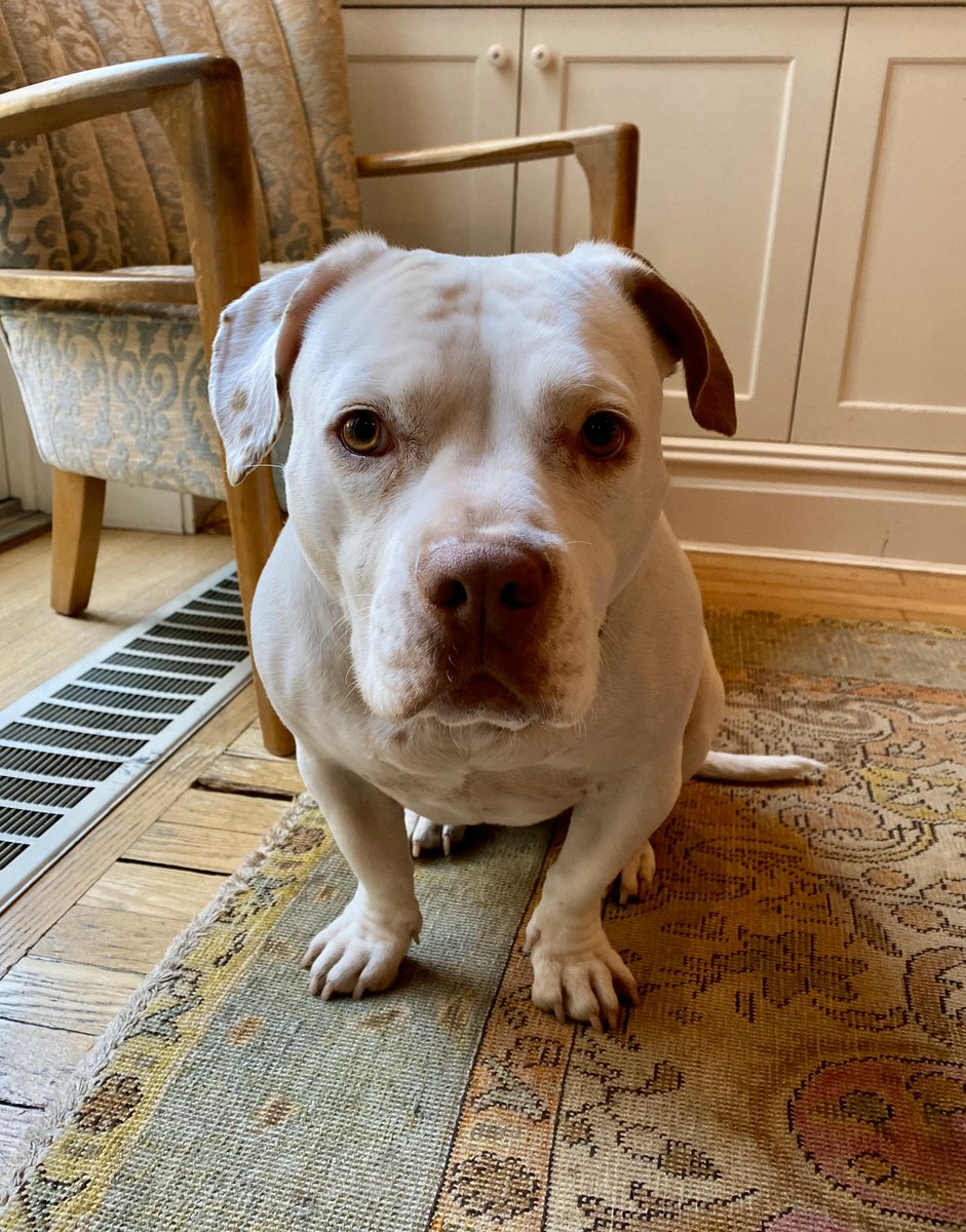 Hey <a href="/ASPCA/">ASPCA</a> Silver lining/golden opportunity. There’s NEVER been a better time to get a dog. Companionship, exercise, joy for the whole family. And they’re Corona immune! #AdoptDontShop  sez our girl Shorty 🐶