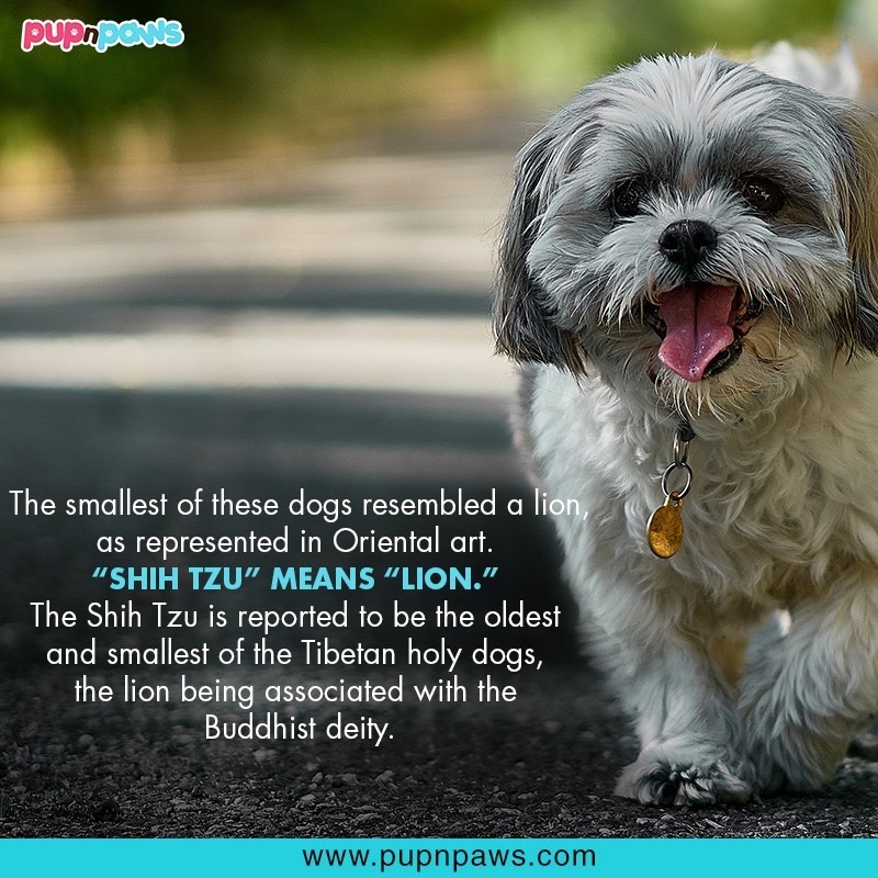 Know About Shih Tzu..🐶🐶

#pupnpaws #shihtzu #smallestdog #loveforshihtzu #tibetanholydog