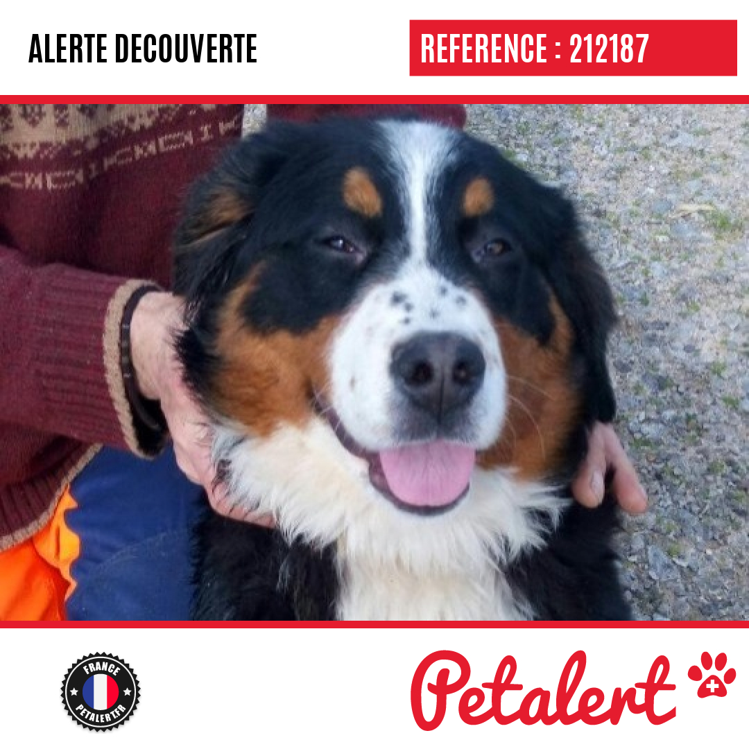 Petalert France Officiel On Twitter Trouve Chien Somme Aillylehautclocher Petalert Petalert80 Https T Co U0ozfbfhfl