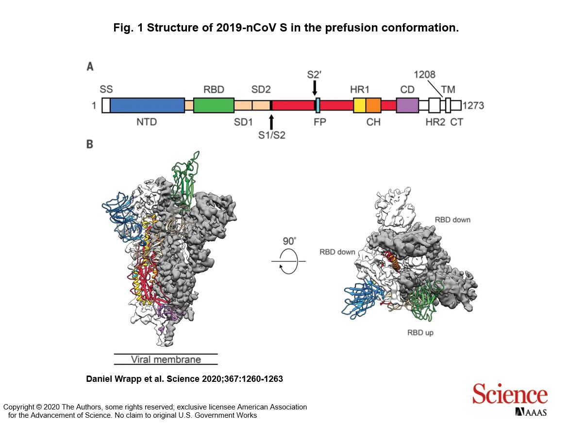 Cryo-EM structure of the 2019-nCoV spike in the prefusion conformation:
Amazing how quickly we as humans can learn so much when there is pressure to do so.Thanks to all researchers who work together and share the results.
science.sciencemag.org/content/367/64…
Best,<a href="/aaas/">AAAS</a> <a href="/derspiegel/">DER SPIEGEL</a> #COVID2019