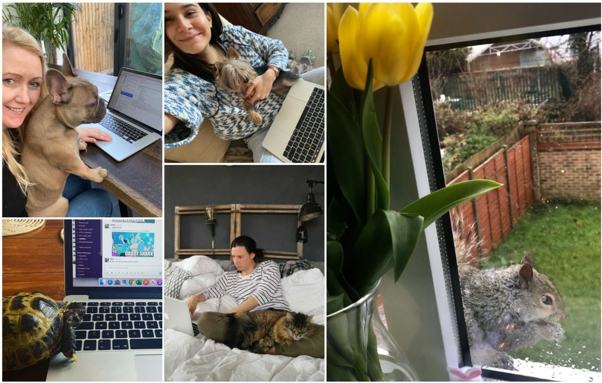 Some of our team have some furry (and shell-y!) assistants to help while they work from home.

TBH we're not sure about these new recruits...Frankie the dog's typing is hit and miss, Humla the cat seems disinterested and Timmy the tortoise is...lazy.

The squirrel is keen though.
