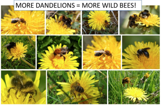 PollinatorPlan's tweet photo. Our March newsletter has just been published. Includes: Spring dandelions; What bees to spot this month; SuperValu Pollination teaching aids for schools; and a new online resource to help you learn to identify our six most common bumblebees in Ireland.
See https://t.co/CPOCCbsKbu https://t.co/xM8QPVK6iT