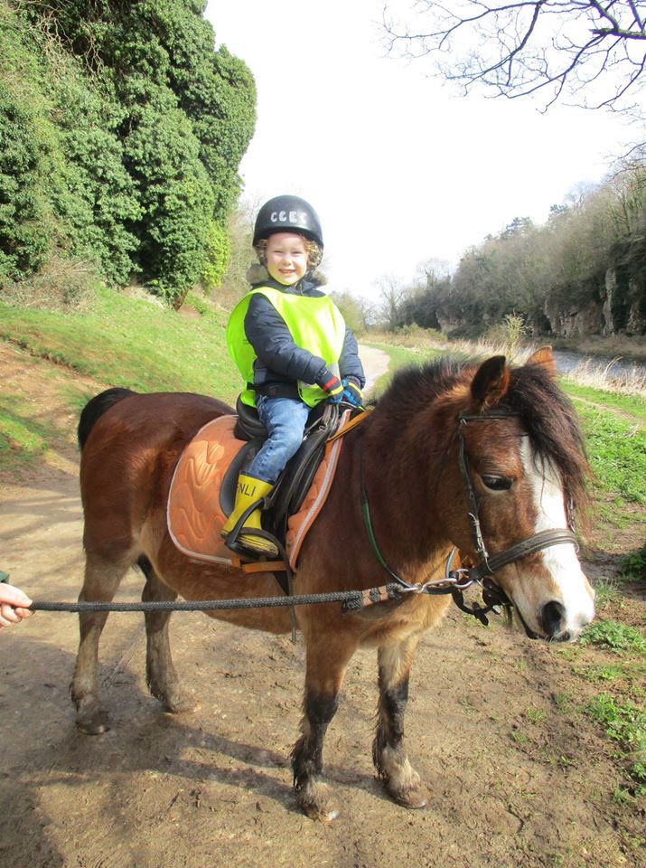 Coloured Cob Equestrian Centre tweet media