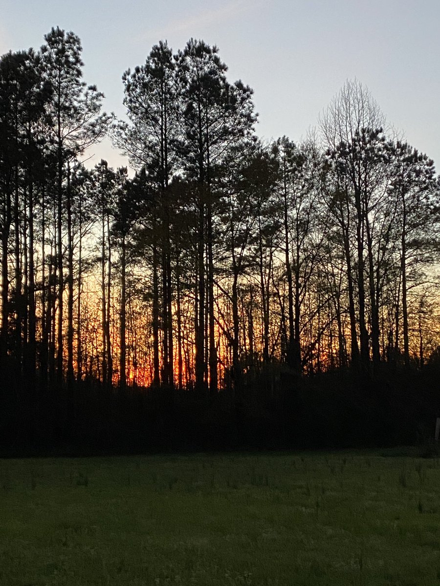 bellanewman's tweet photo. A different view of the sunset through the pines! #LamarCounty #GodsCreation @spann @WCBIWEATHER https://t.co/7xVbiWdZu5