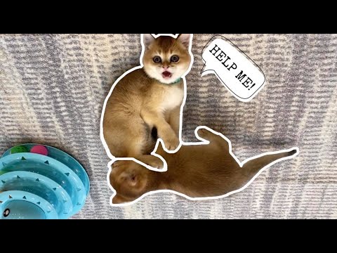 MeowMoeDotCom's tweet photo. Kittens Playing🐱 | Getting Re ...
#Cats #Cat #Kittens #Kitten #Kitty #Pets #Pet #Meow #Moe #CuteCats #CuteCat #CuteKittens #CuteKitten #MeowMoe
#AmazingKittens #AwwKittyKitty #AwwPets #AwwSoCuteKittens #BritishShorthairGolden
https://t.co/ermw9oUzap
. https://t.co/4Y5yWZRQTr