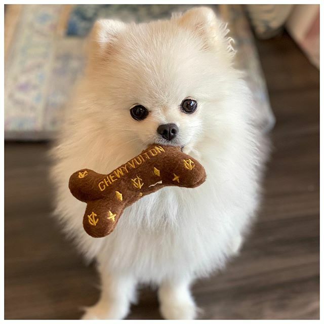 Social Distancing Day 7,452 at TZI: My only non-remote design assistant and I seem to have differing priorities. 🤷🏻‍♀️🐾😂 ift.tt/2wu3AwR