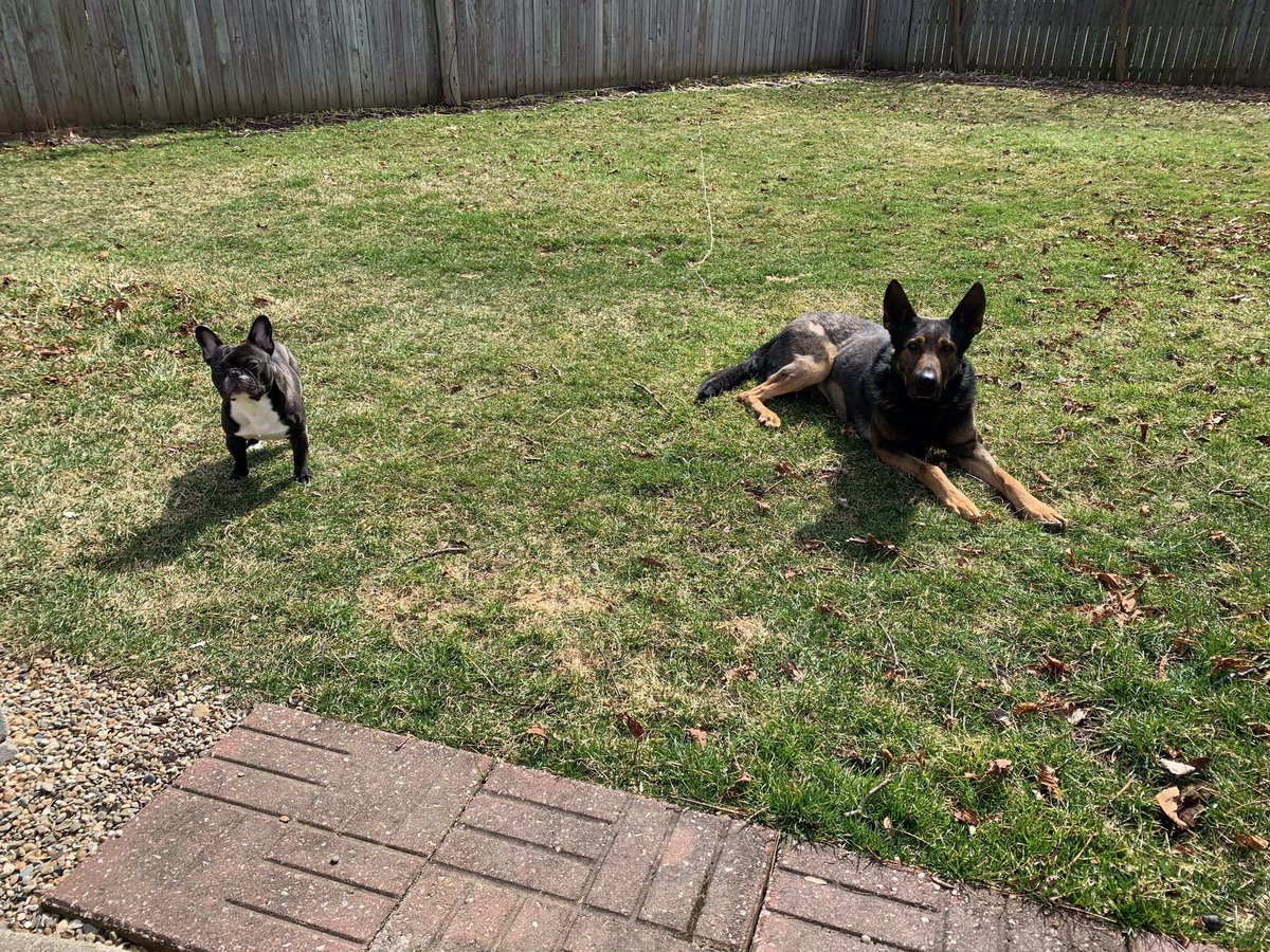 LakeCoILSheriff's tweet image. K9 Diesel and his little bro Duncan are getting some fresh air today while the weather is nice! K9 Diesel is making sure Duncan keeps his social distance! #GoodExamples #TogetherWeGotThis