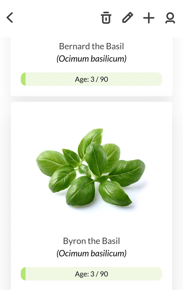 NymphNook's tweet photo. My Basil Boys and I started this isolation together! We should all come out of this stronger and healthier! 🌱💛 #StayHomeCanada #QuarantineLife #HomeLife #ClickandGrow https://t.co/yEoICtC342