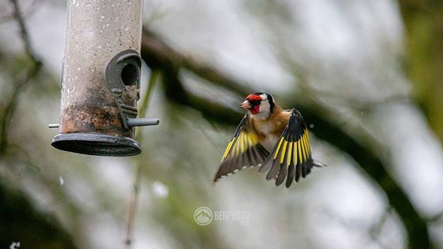 Bengybenjamin's tweet photo. This Goldfinch was eagerly waiting for the other birds to leave the feeder. As the other birds departed this Goldfinch wasted no time and pounced πβ
β
#goldfinch #finch #birdphotography #birdstagram #snow #autumn #snowflake #winterbirds #snowrobin #β¦ https://t.co/NodEhsAFi5 https://t.co/teBtgTvLwZ