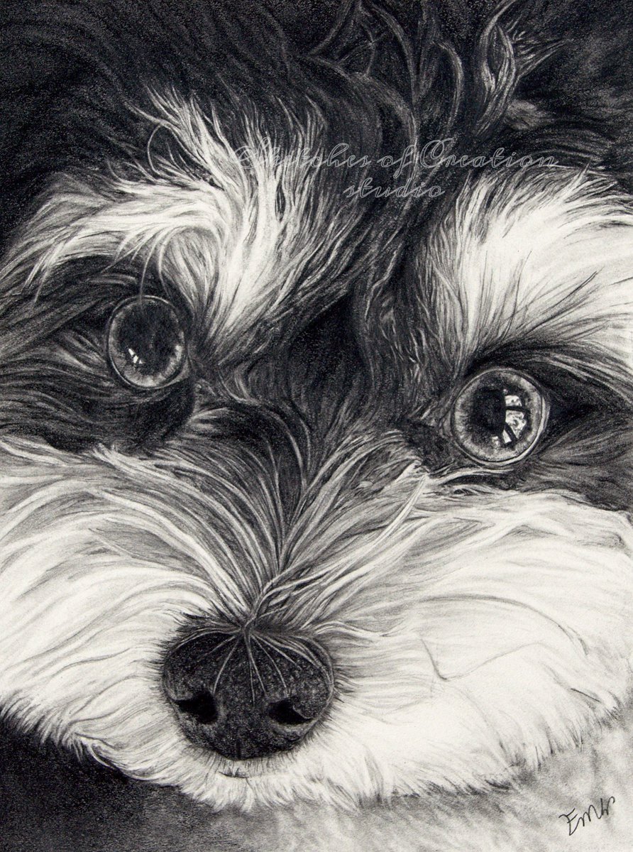 sketch_creation's tweet photo. Meet Bella! A cute #Havanese! 6x8” Graphite drawing, Completed March 2020. Go to my website https://t.co/nrlG2ZJSVg to see her with the reference I used.
#artist #loudouncountyva #virginiaartist #petportrait #art #portraitartist #dogportrait #animalart #animalartist https://t.co/qU6wCCekAe