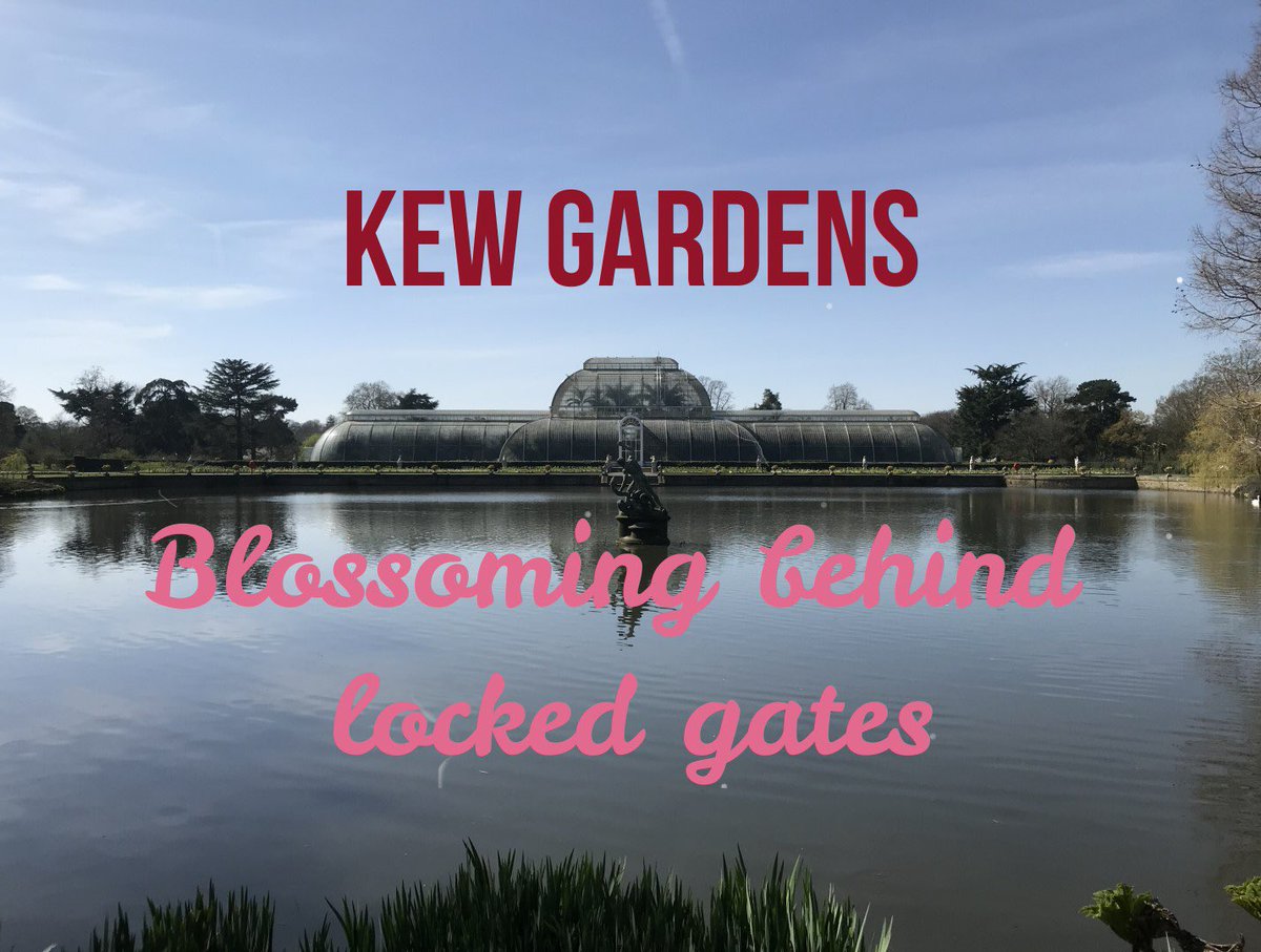 Kew Gardens - Blossoming behind locked gates. youtu.be/6EunVw2NsWUA  A new YouTube series that I’ve been creating to share with everyone what the gardens are looking like right now. Please sit back and relax as we take a walk around the tranquil gardens. Please Share!