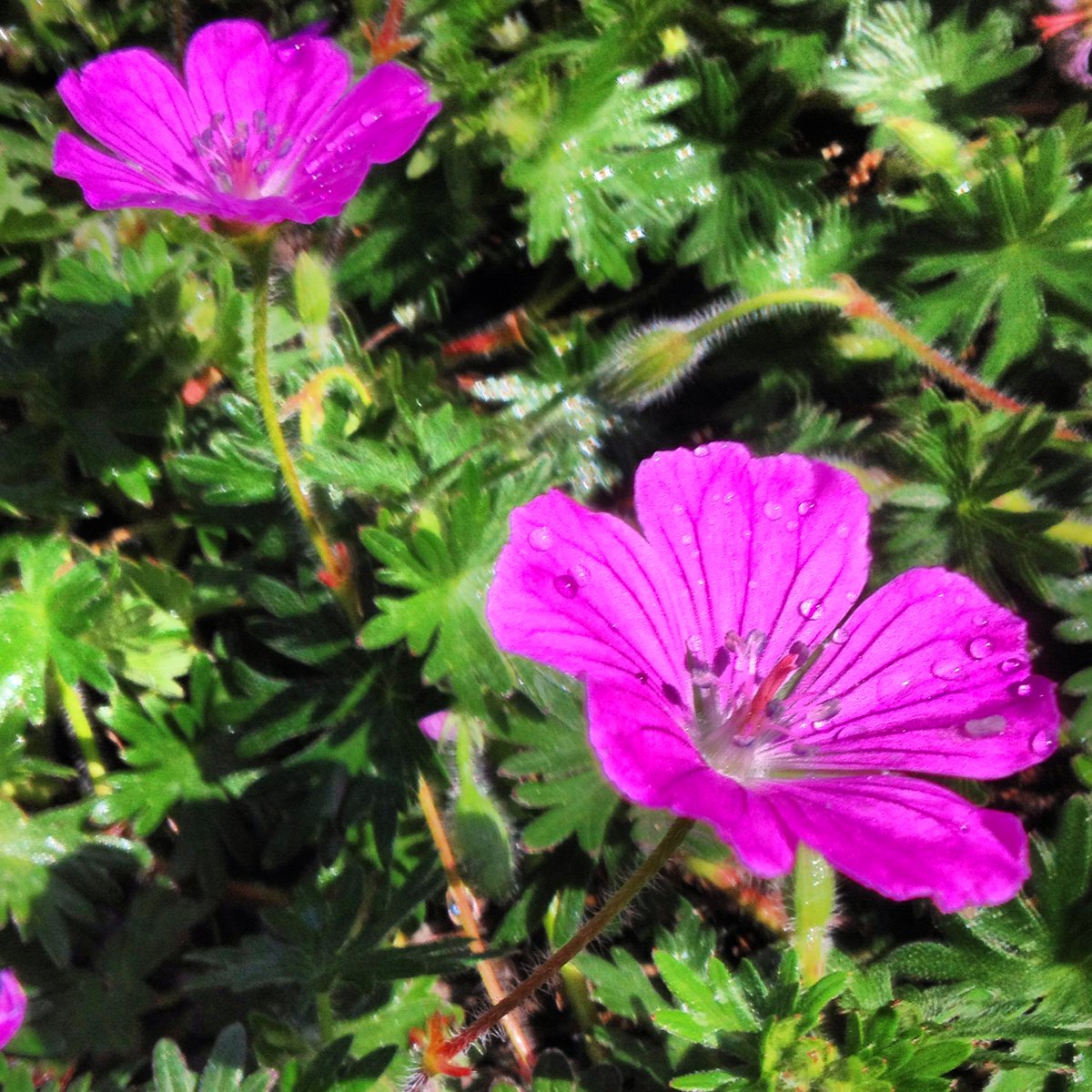 HorsingAroundLA's tweet image. 🌷🌻🌹Some beautiful spring blooms from my backyard to brighten your day.😄🌹🌻🌷

🌻~Where flowers bloom, so does hope.~🌻

#Spring #Gradens #SocialDistancing