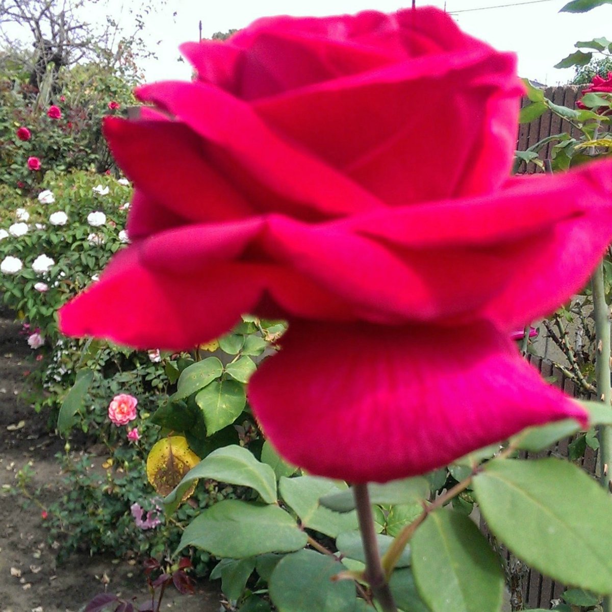 HorsingAroundLA's tweet image. 🌷🌻🌹Some beautiful spring blooms from my backyard to brighten your day.😄🌹🌻🌷

🌻~Where flowers bloom, so does hope.~🌻

#Spring #Gradens #SocialDistancing