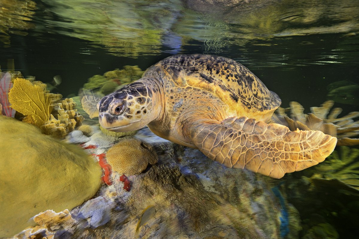 We hope you’re enjoying our Virtual Visits! Please consider supporting the Aquarium with a donation. You can help our animals, like Myrtle the turtle, receive the special care they need during our temporary closure.  Thank you – any amount helps! Link:  bit.ly/2wzV9jg