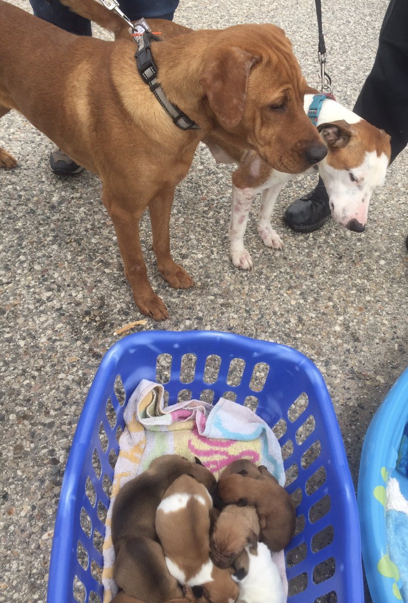 Liberty’s Dream tweet media