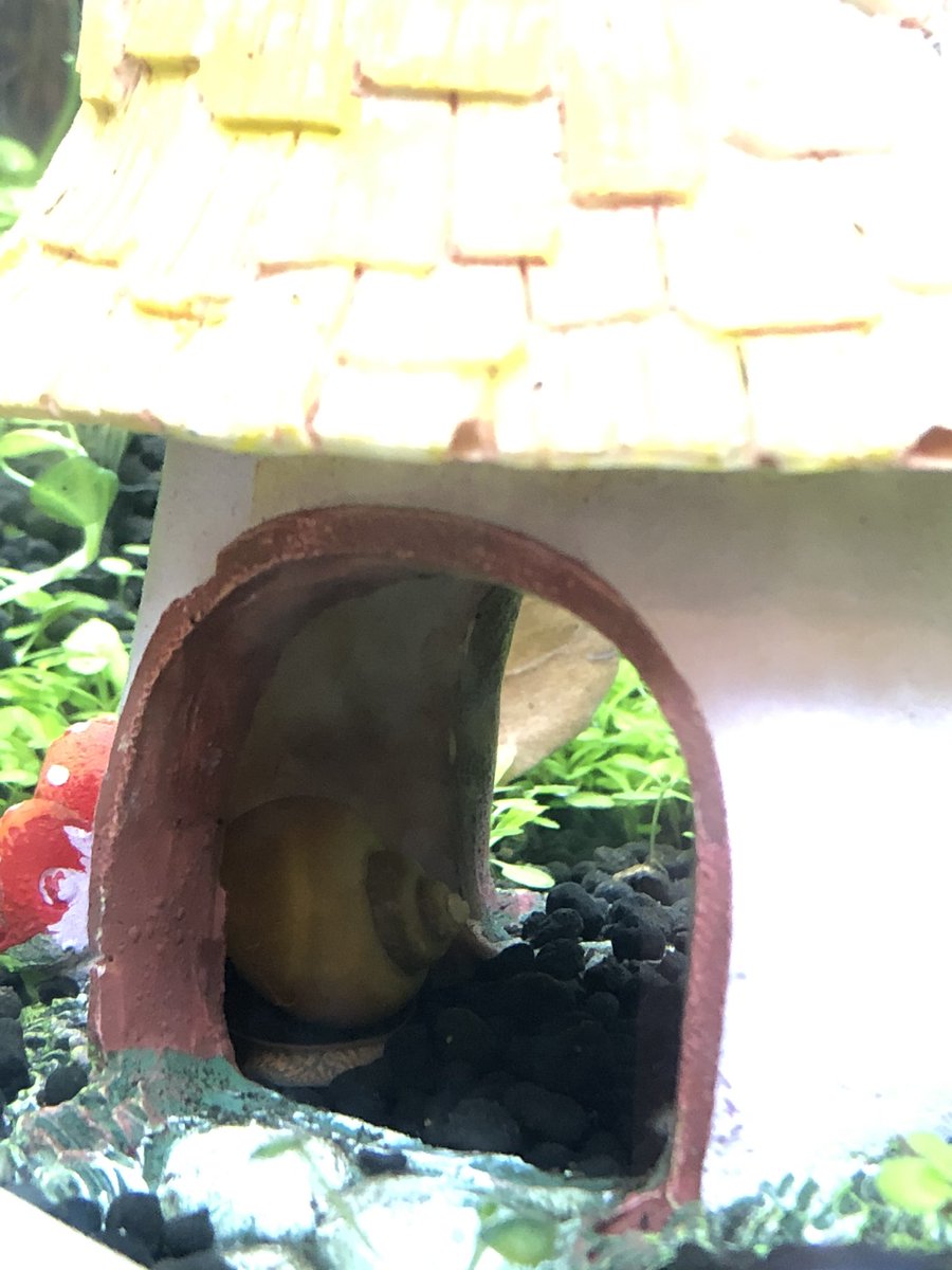 Welcome to the 20 gallon cherry  #shrimptank new Snail  FriendsDizzy (trumpet snail)Gillespie (another )Onyx (black mystery snail crawling directly on top of)Invader Zim (zebra nerite)Teeny Tiny (golden mystery snail)