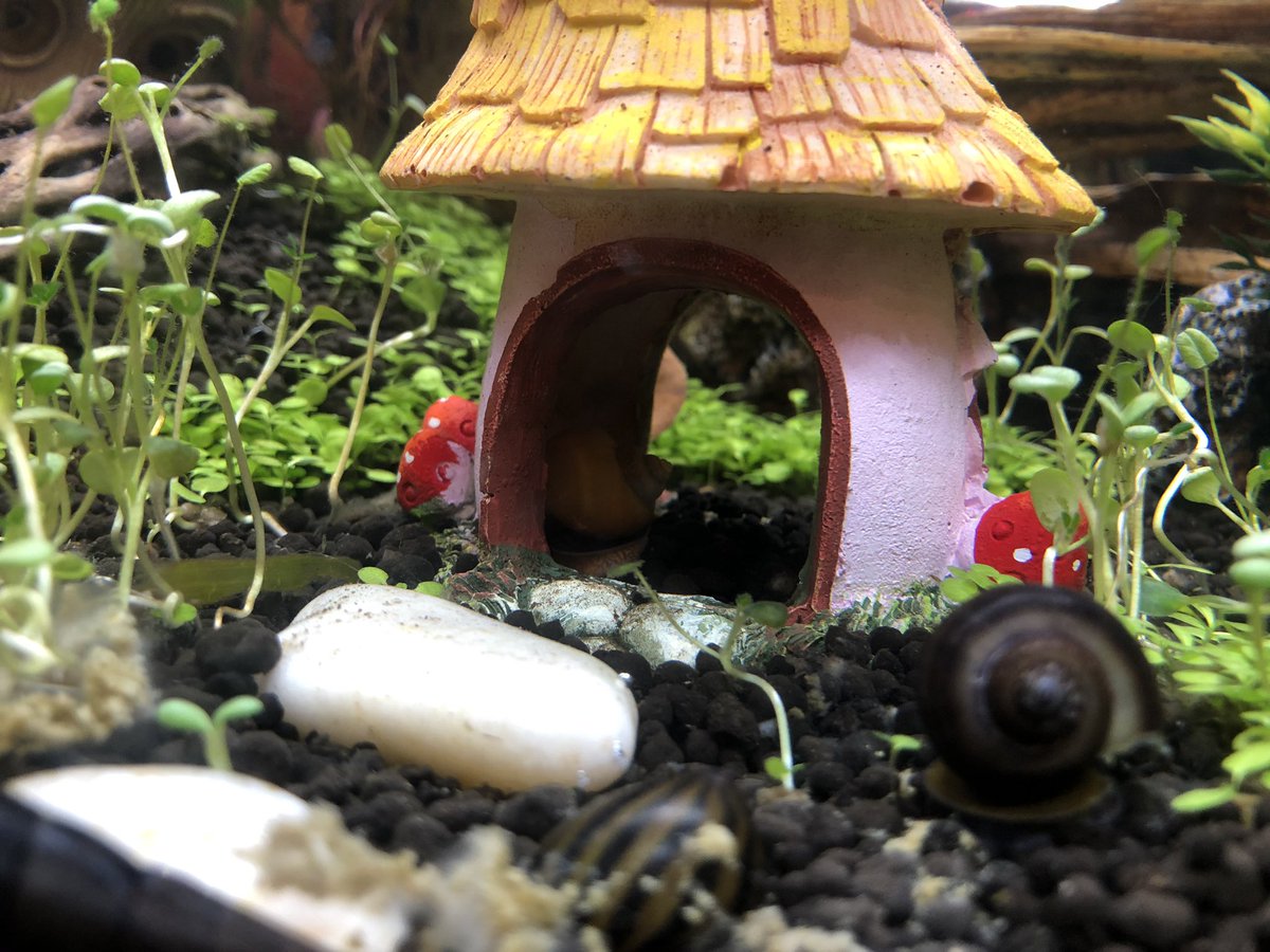 Welcome to the 20 gallon cherry  #shrimptank new Snail  FriendsDizzy (trumpet snail)Gillespie (another )Onyx (black mystery snail crawling directly on top of)Invader Zim (zebra nerite)Teeny Tiny (golden mystery snail)