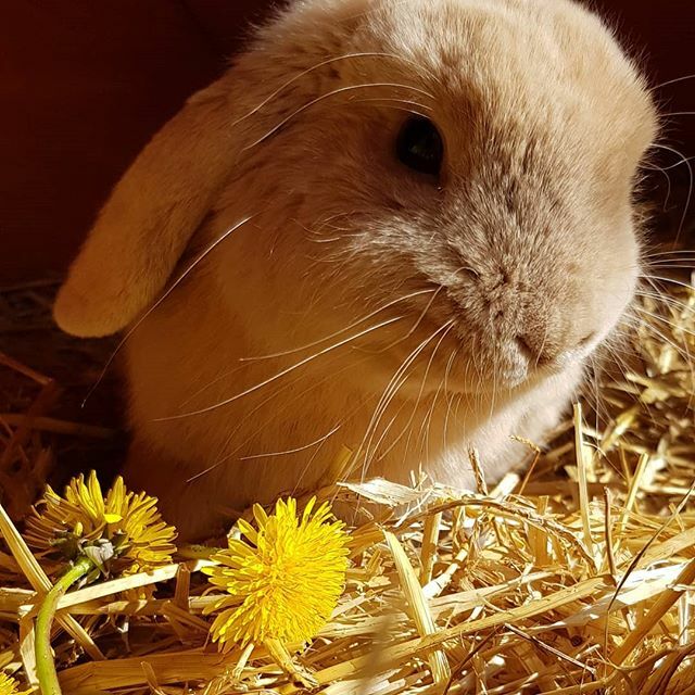 danniwhitburn's tweet photo. GINGER • Our easter bunny #rabbit #bunny #ourfurryfriend #cutie #dandilions https://t.co/T9HrC3RYLX