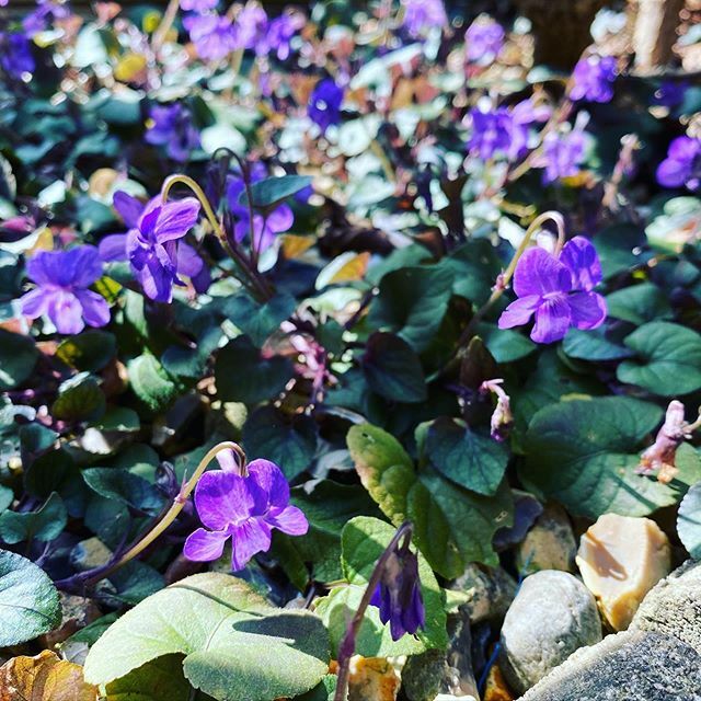 querc's tweet image. These made me smile today, so I thought I’d share. The courtyard at the front of my house is carpeted in beautiful violas which all came from one little plant stowing away in a bay tree given to me by a friend. #happenstance #agift #violet ift.tt/2WL58wP