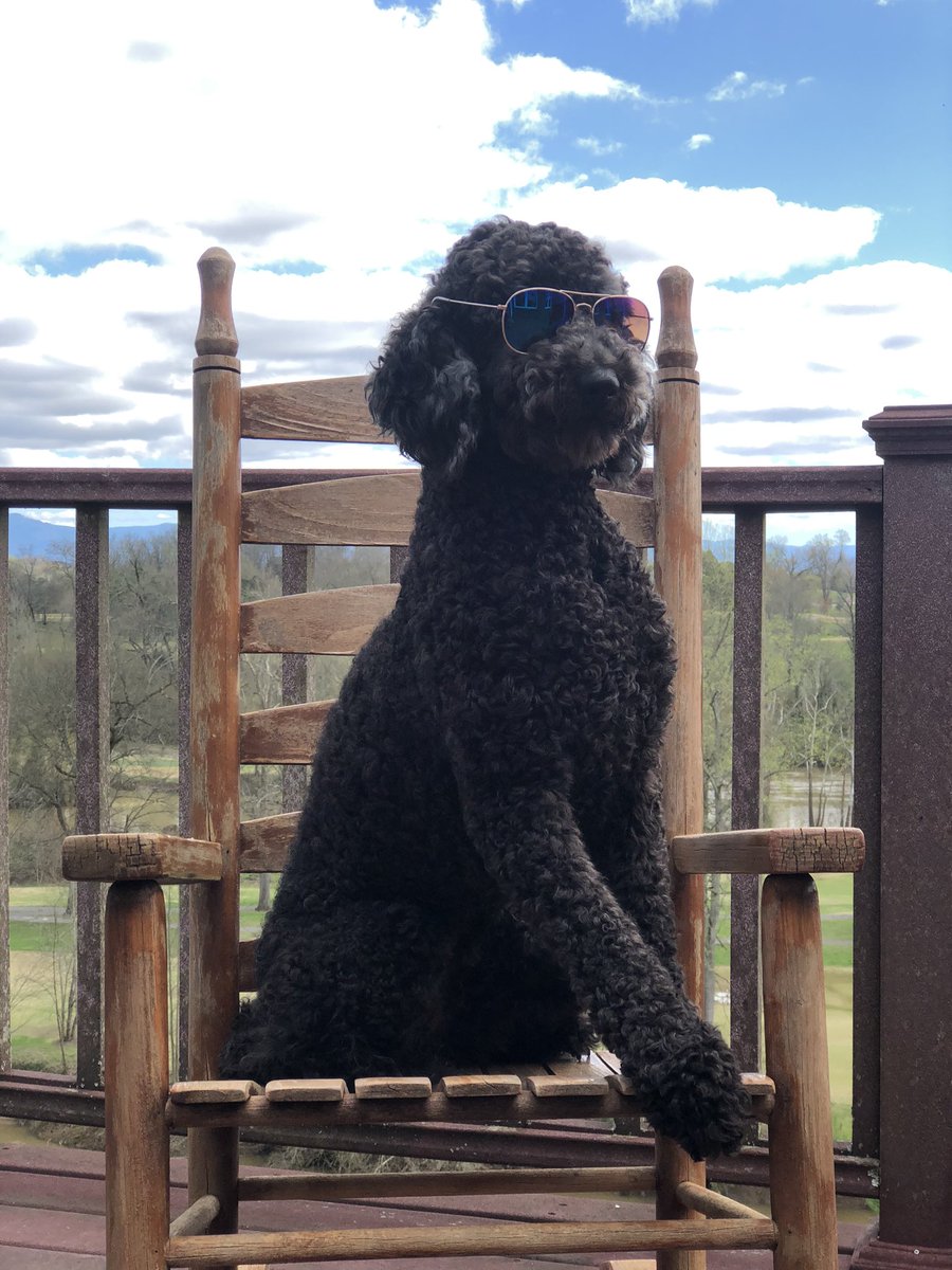 JillAnnAllen's tweet photo. @wbir Working on my tan in Kodak today while social distancing #anniegoldendoodle #alyssaallen #sendlove https://t.co/c3zFOfgsO4