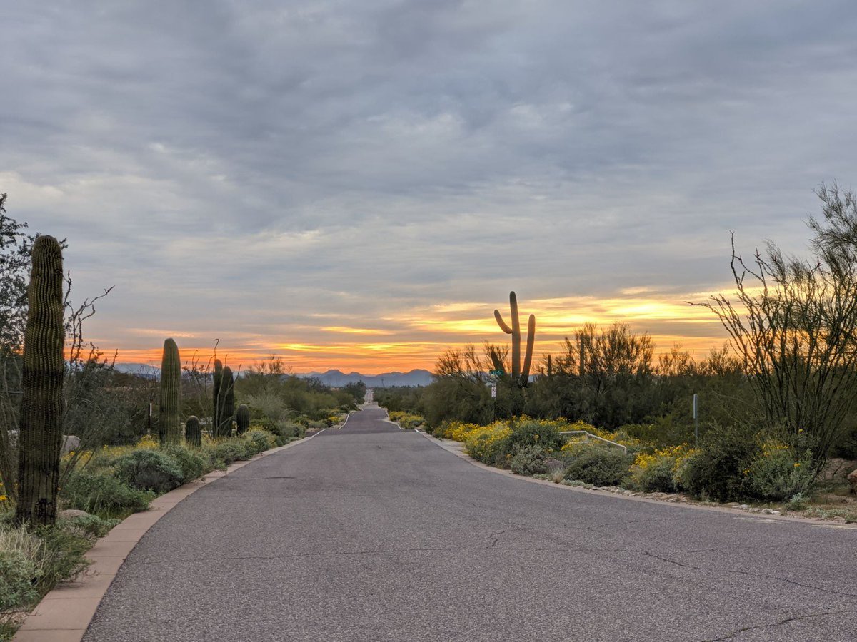 TullySays's tweet photo. Pls accept this selfie and some pictures of beautiful AZ desert blooms to help you in this trying time. https://t.co/GTZVGdAbPx