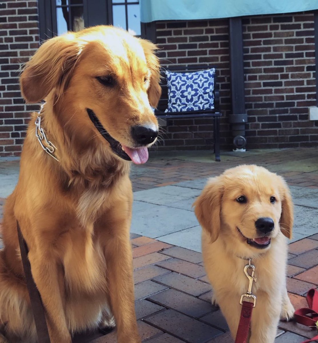 ButlerKKG's tweet image. Who is your quarantine buddy? 🐶🐱

Take a picture and post it on your story to be featured on our Instagram page!