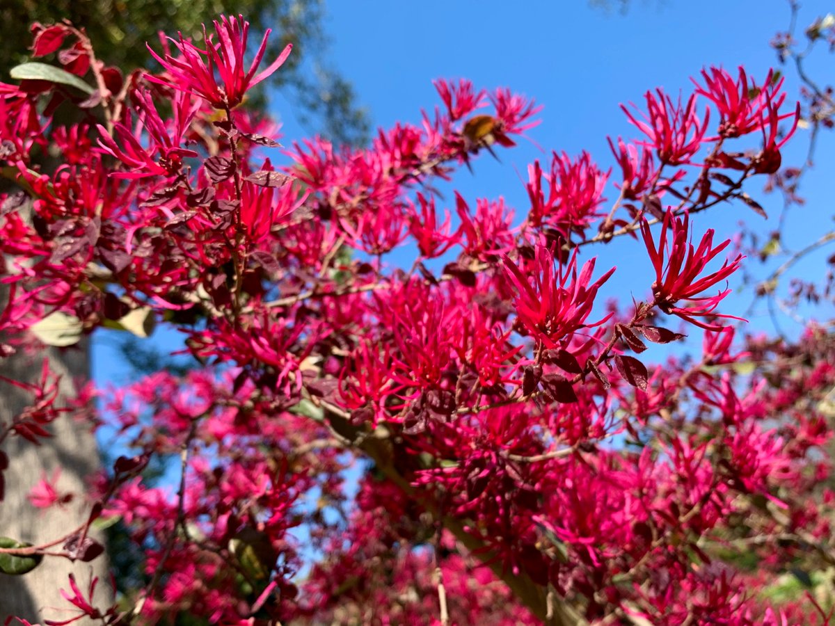 Cloudsailor 星羅の一日一花 ベニバナトキワマンサク 紅花常盤万作 別名アカバナトキワマンサク 赤花 常盤万作 トキワマンサク 常盤万作 の変種の紅花品種 鮮紅色で光沢のあるビニールの細紐状の花を集合させて咲かせる マンサク科トキワマンサク属