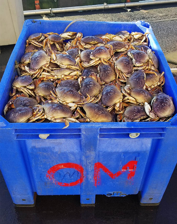 Live Dungeness Crab Special for $5.99/lb! Our new hours are 12 to 7 pm daily. 🦀 #pdx #oregon #seafood #pdxeats #pdxfood #pdxseafood #oregonseafood #liveseafood #dungeness #crab #dungenesscrab