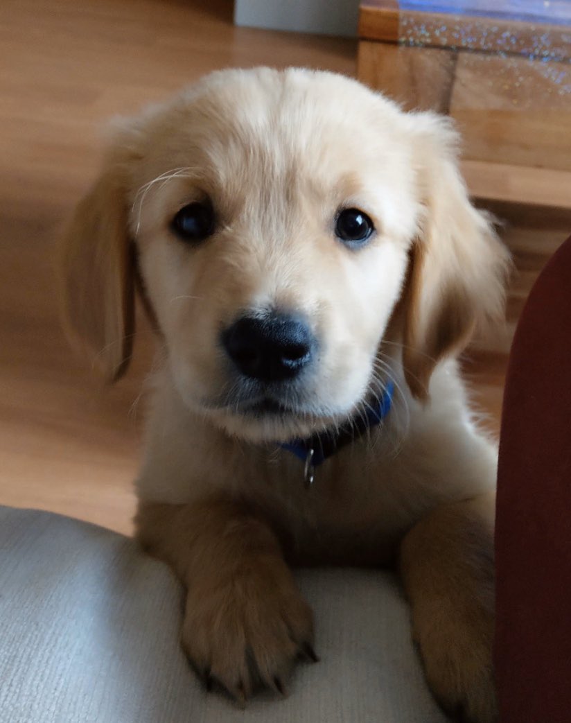 Na_Waz's tweet photo. @LeaPBLV Tiens une photo de mon ptit loup quand il était chiot , il s’appelle Seven😉 https://t.co/7CPaskoZIb