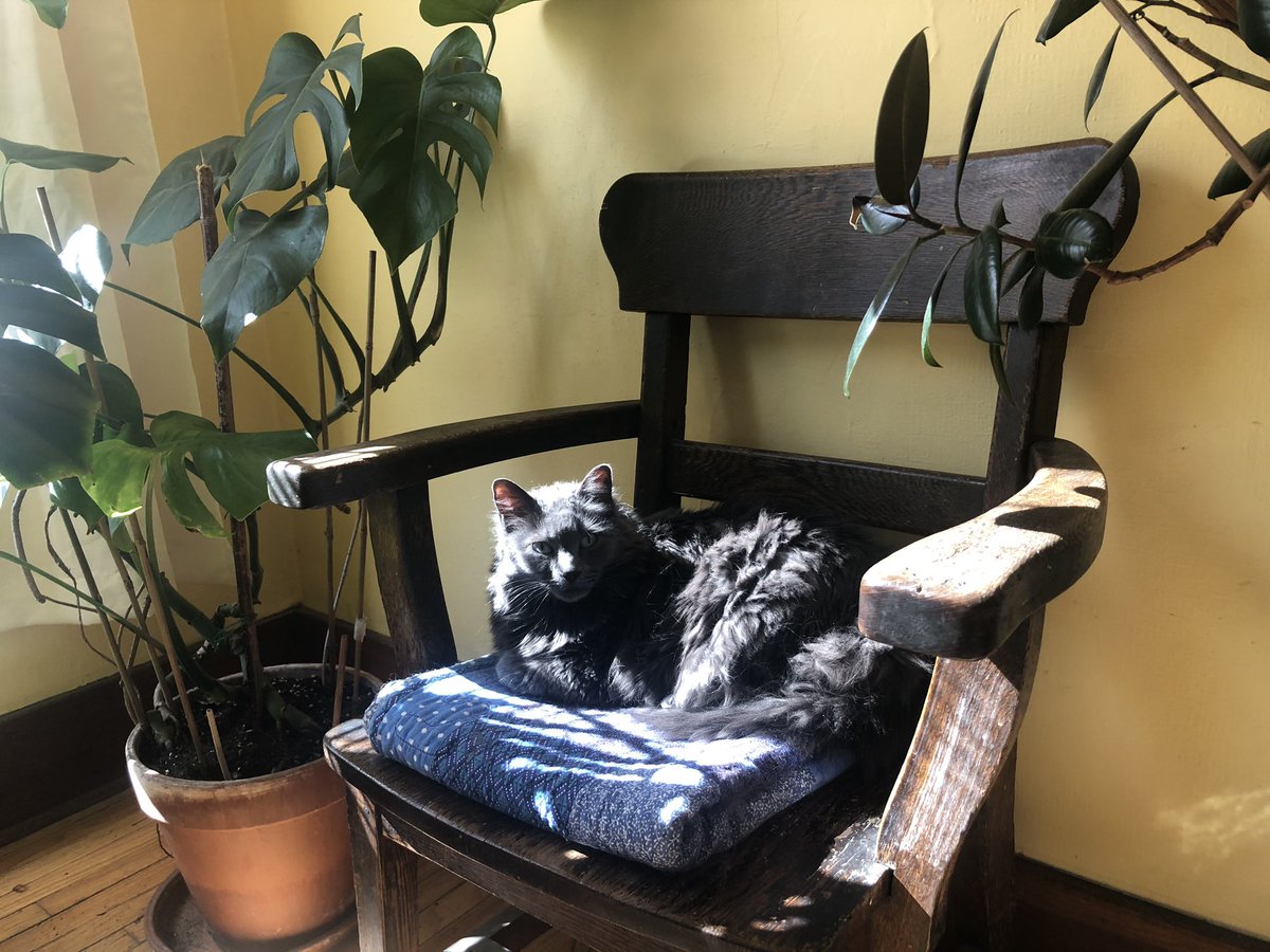 RiegerKendra's tweet photo. Moose tries her best to be a good #newcoworker but she isn’t as insightful as @DrChristinaWest. She is helping me #WFH though! #petsofUM @UM_RadyFHS @AJKennylrhs #petsofLaTrobe #FlattenTheCurve https://t.co/QhCh5JvuNZ