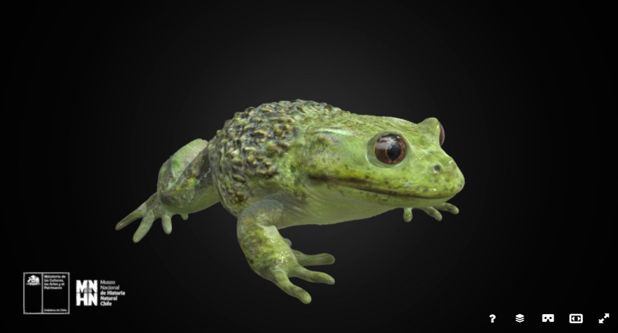 explora_cl's tweet photo. Te invitamos a explorar la colección #3D del 
@MNHNcl 🖥🏛

¿Qué tal mirar desde diversos ángulos a la #RanaChilena? o ¿un hacha de piedra prehispánica? ¡Tienes 172 modelos para revisar! 👀🔎

Links modelos #3D: https://t.co/gYGwGYnIW7 https://t.co/58yHModU5P