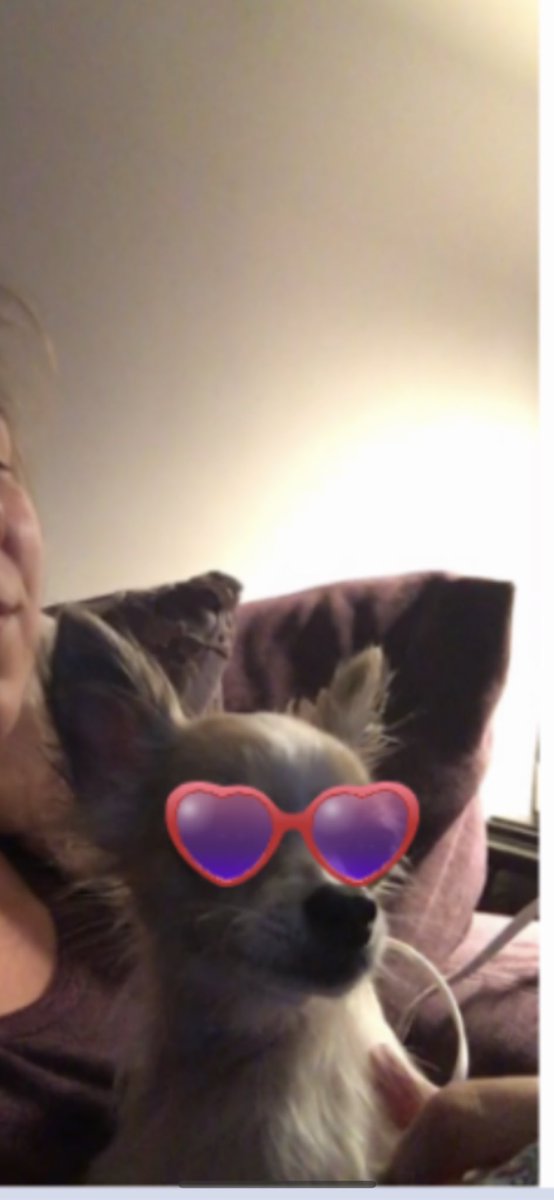 jendunay's tweet photo. I’m getting better at Flipgrid.  I posted a video of my dog singing with me. The kids appreciated it 😂. I also got to meet a few of their pets! #cutepets #stressrelief https://t.co/NCxAP0cAl5