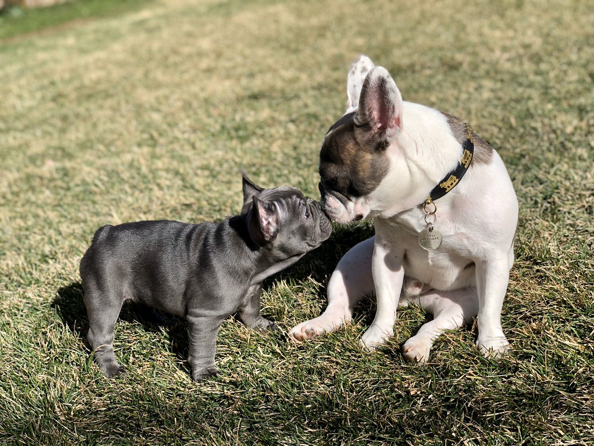 We have a new sister, miss Ginger ❤️🐶❤️#bluefrenchie #frenchbulldog