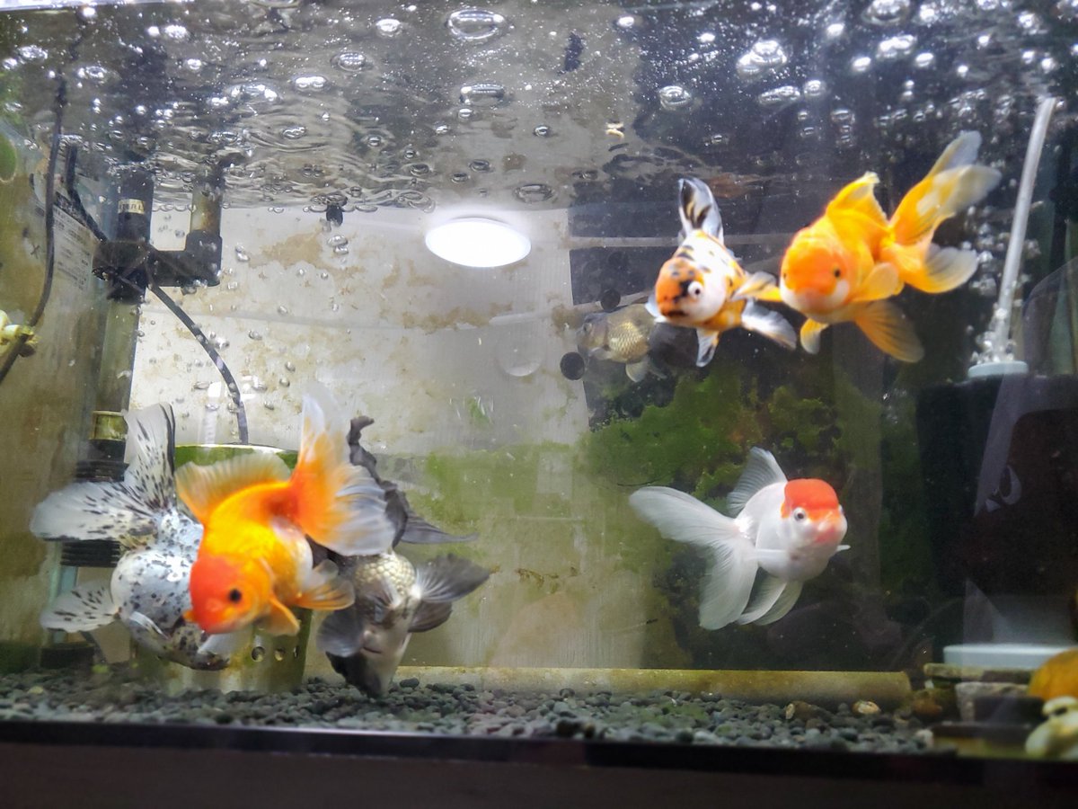 Avainsana 金魚餌 Twitterissa Avainsana 金魚餌 Twitterissa