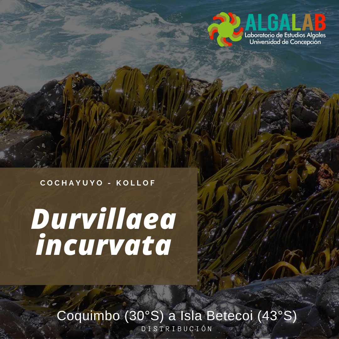 AlgaLab's tweet photo. El "Cochayuyo" cambia de nombre científico, ahora será "Durvillaea incurvata" - de los 43°S al sur se mantiene el nombre de Durvillaea antarctica 😮 Link en @AlgaeBase 👉 https://t.co/eTKnZItsiC #Durvillaea #Ulte #Huilte #Kollof #Collofe #Lunfo #Phaeophyceae #Fucales https://t.co/S99912aHih