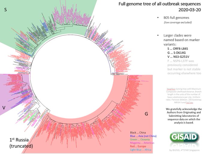 Another neat picture to add to this thread! Via  @Laurie_Garrett. It shows how 805  #SARCoV2  #coronaviruses sequences relate to each other. (Note that "clades" of viruses descend from common ancestors). 16/n