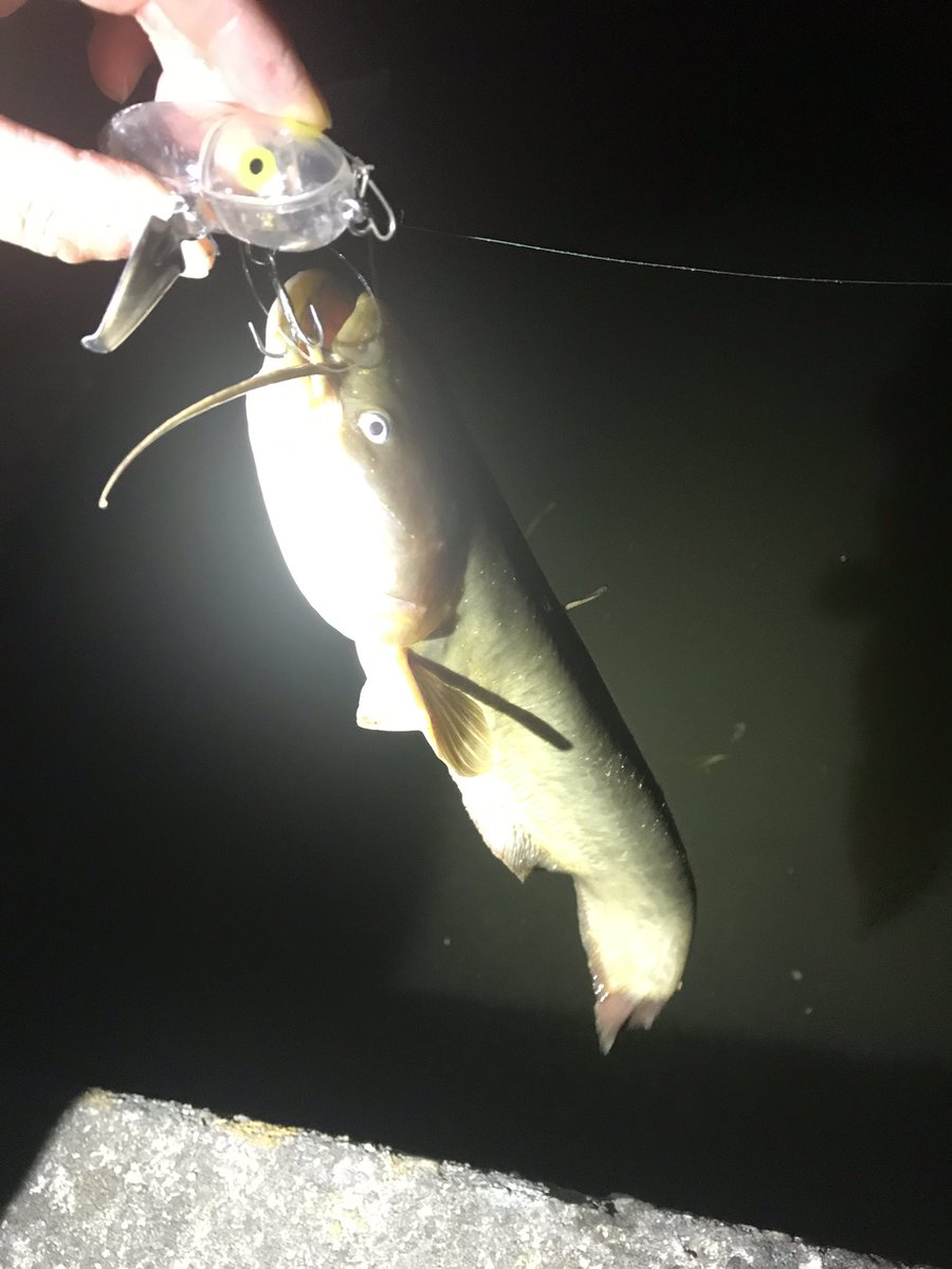 namatamanama's tweet photo. 朝までナマズに遊んでもらって…残念ながらライギョには無視されてバスはバラして。
今日は風呂の日なので風呂入って帰ると。
　　　♨️♨️♨️      🙏( ˘ω˘ ) 
 
#鯰通信 #catfish #ナマズ　
#heddon #crazycrawler 
#suilowz #quadfishingtools 
#sevenzeroeight #mp78cmh 
#topwater #surface https://t.co/bqfElorLlm
