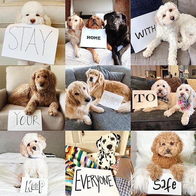 Shout out to @knoxandbear for sharing this! It is SO important. We also love seeing all the cute pups conveying the message. 🧡 Stay at home! ift.tt/2UxHzoG