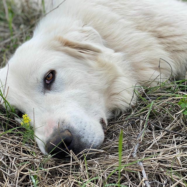#FLYNN #LGD #greatpyrenees #pyrenees #anatolianshepherd #anatolianpyrenees
#greatpyreneespuppies
#txvine #growtexaswine #robertclayvineyards #RCV #danwinegrower
#vineyardlife #txvinemom
#wineisfarming #farmerlife #goingorganic #naturalwine #winegrowersli… ift.tt/3dAhC0D