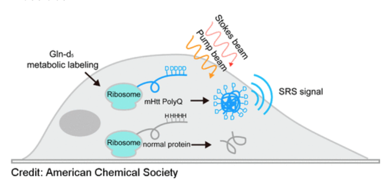 ACSCentSci's tweet image. #Neurodegenerative protein aggregates can be visualized &amp;amp; quantified in live cells by #bioorthogonal stimulated Raman scattering microscopy.

New #FirstRxns by De-en Sun &amp;amp;
Xing Chen​ @PKU1898 bit.ly/2WL8uQC on the research by @Lu_Wei8 and Team bit.ly/3dux0LP