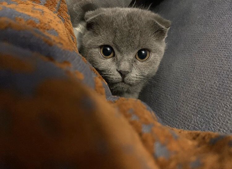 sinnercem_'s tweet photo. @EretnaBeyi kızım, Arwen 🍀 https://t.co/QZnrrIk5fD