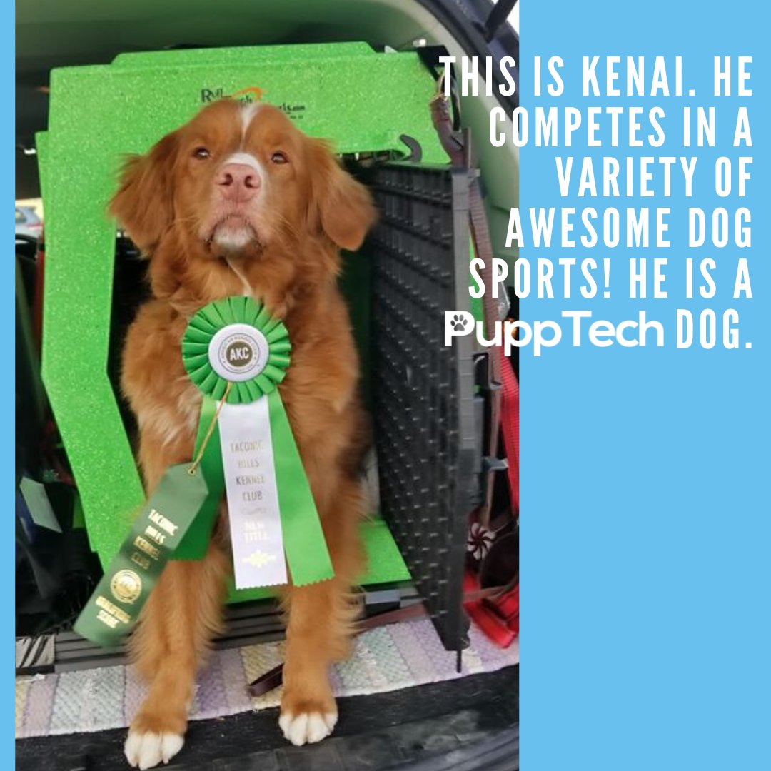 PuppTech's tweet image. #dogsports #activedogs #pupptech #puppcomm #Dog #DogsOfInstagram #Puppy #Dogs #Pet #InstaDog #Dogstagram #Petstagram #DogLover#DogOfTheDay #smartdog #happydog #cute #doglovers.#doglife #puppylove #doggo#puppies⁠
#puppiesofinstagram #pupptech #puppcomm #adorabledogs