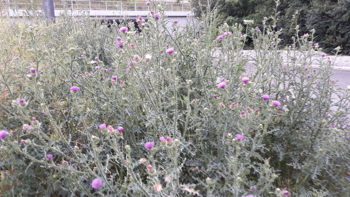 DJairportdisco's tweet photo. #photo 85/365 #everydayapic #Thistles #beautifulnature #naturephoto #Vienna #lastjune #June2019 #mypics https://t.co/UrTCvWQMoE