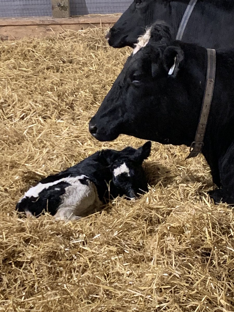 BloyceThompson's tweet photo. We were lucky enough to have these two little girls born last night, I think I’ll call them Heather &amp; Marion tribute to our island health rockstars. ❤️ https://t.co/3Sxet0DdS6
