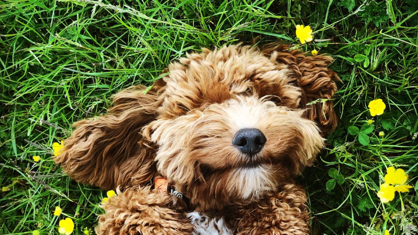 Forbes's tweet photo. Here are 8 ways to keep your pets entertained while you’re stuck at home: https://t.co/avmEmAID3N #ForbesFinds https://t.co/lWMJyfCSLS