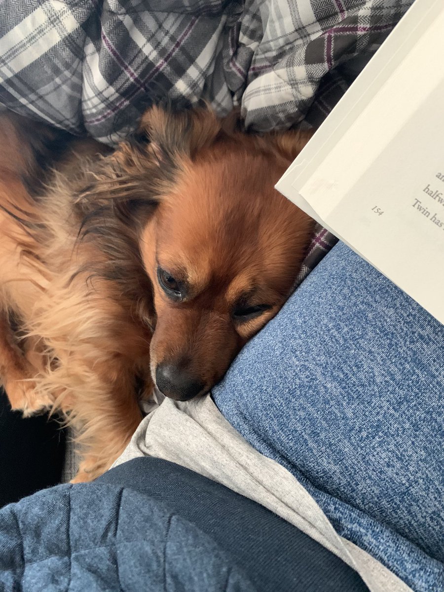 (She’s been extra cuddly/I think the answer is def yes) (In that last pic she just straight up sat her whole body on top of the book I was reading)